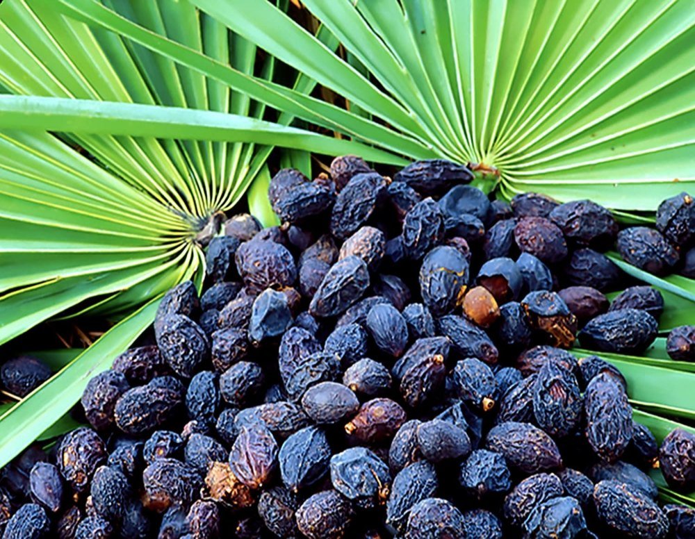 Powder Saw Palmetto Extract, Packaging Type: PP Bag, Packaging Size: 25 kg