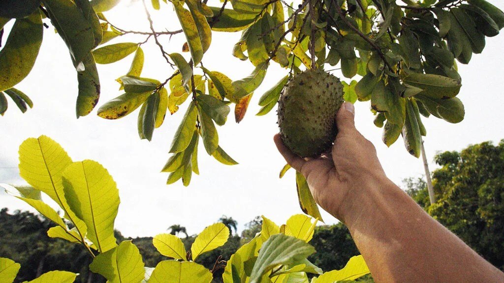 Graviola: Benefits, side effects, and more