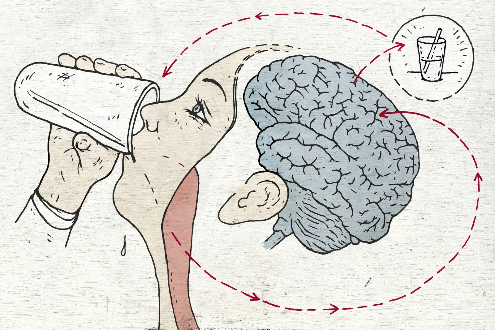 You Get Thirsty and Drink. How Does Your Brain Signal You've Had Enough? -  The New York Times